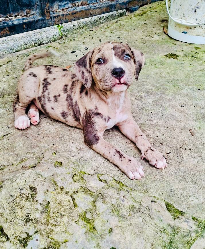 Amaya