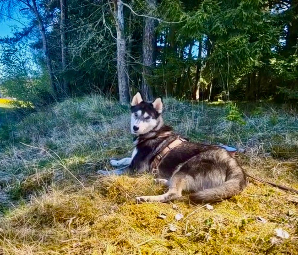 Sophia