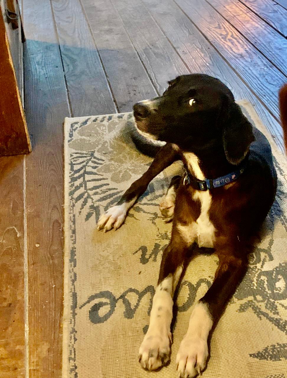 Leni