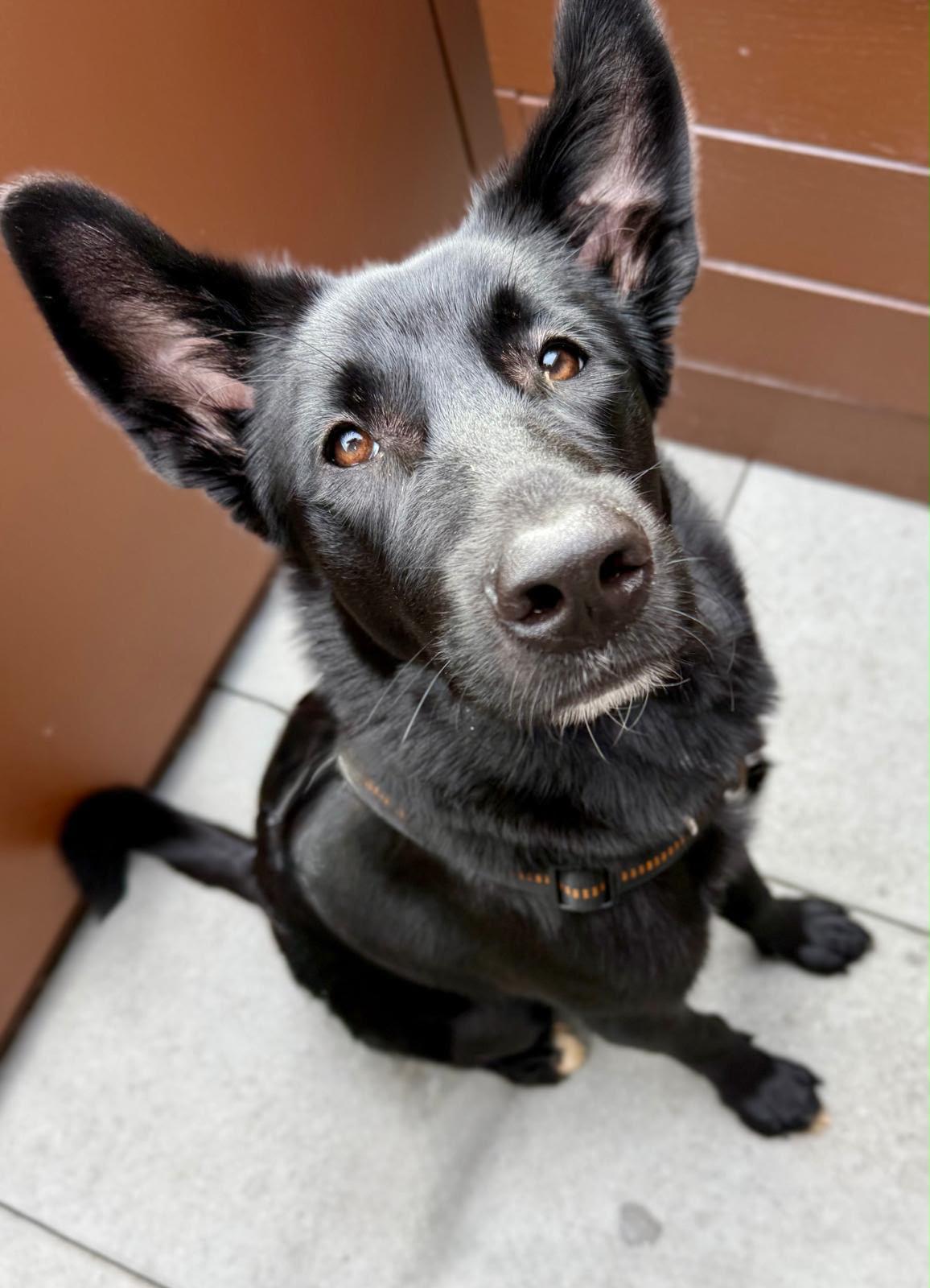 Nala