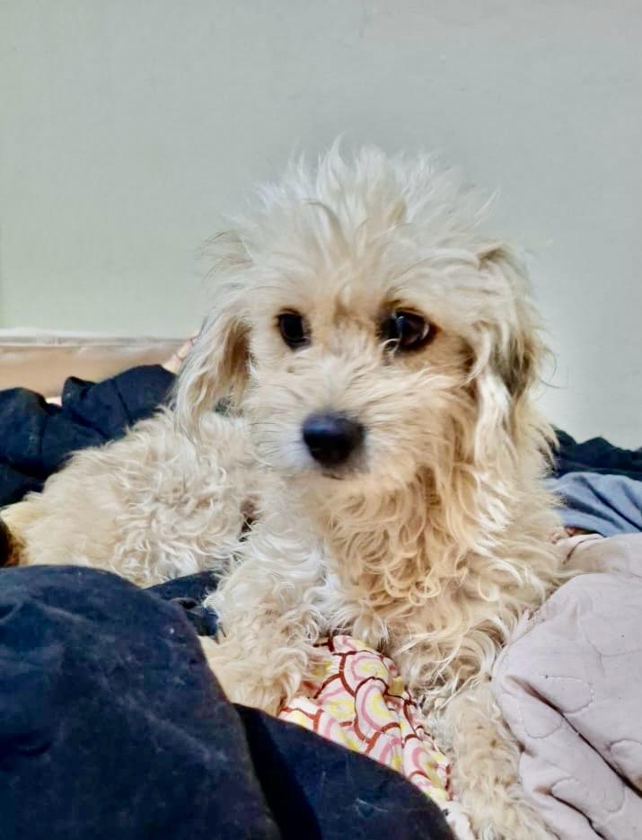 Yuki