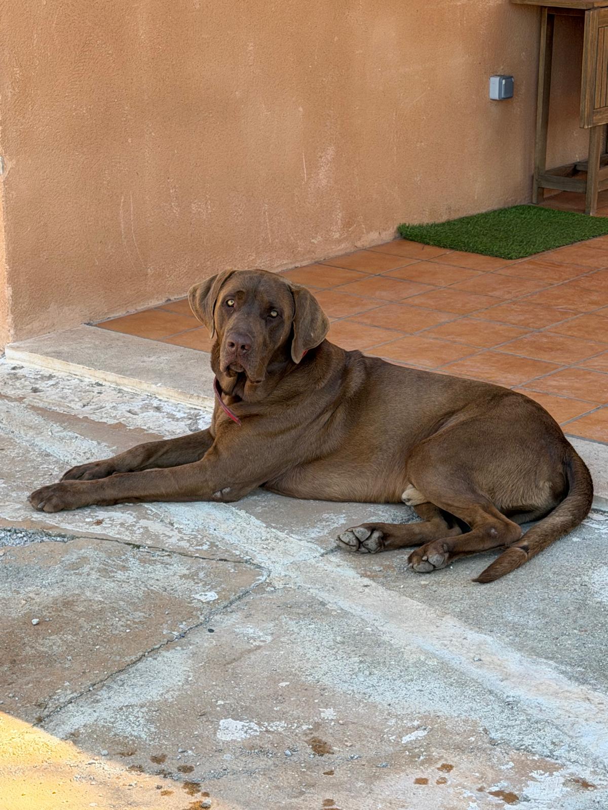 Pippilotta