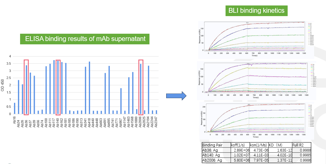 Case Study 2: BLI Kinetics