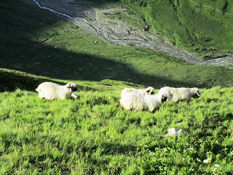 23a CAVALCATA DELL&apos;OTTO 2019
