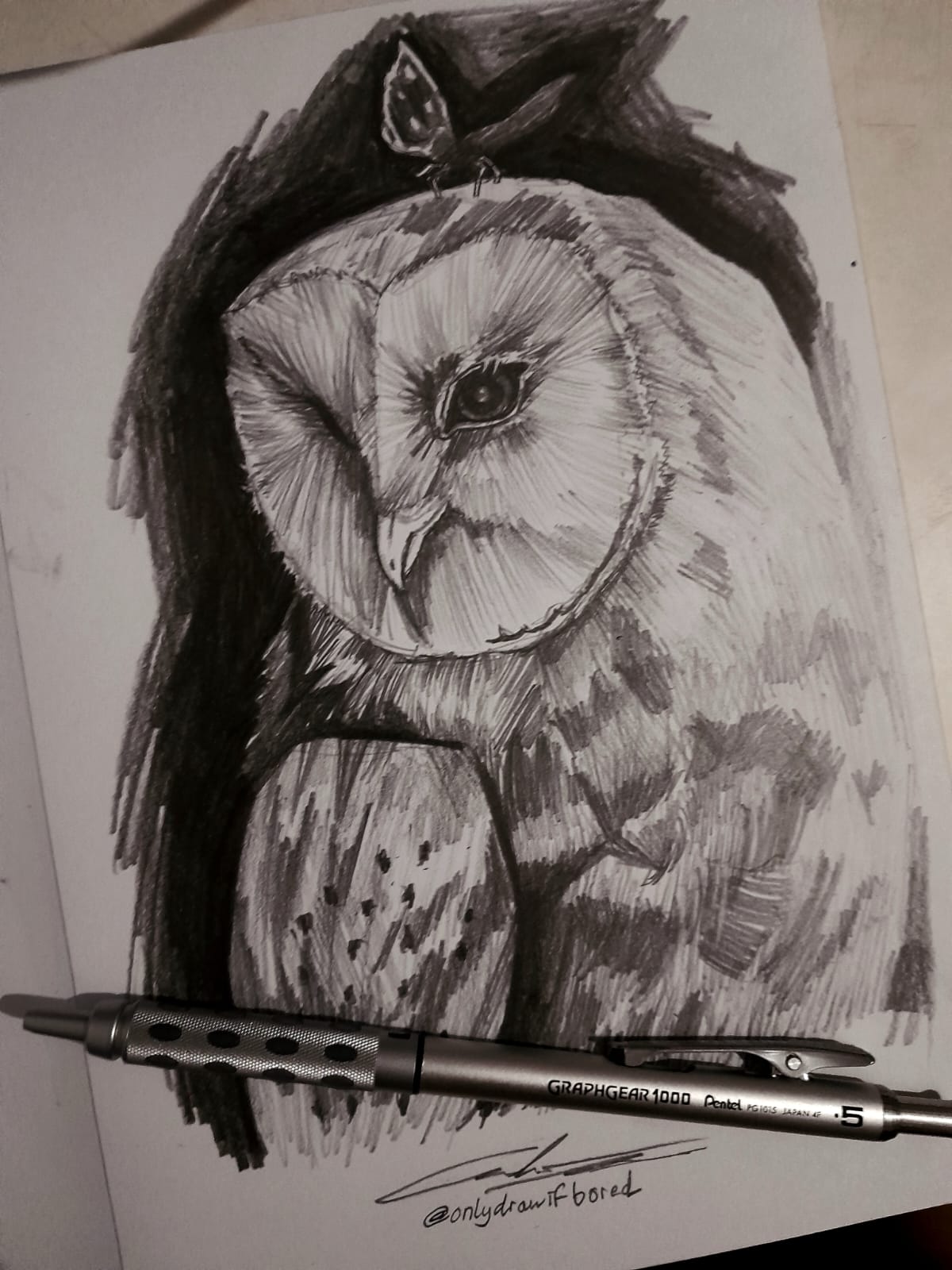 Owl