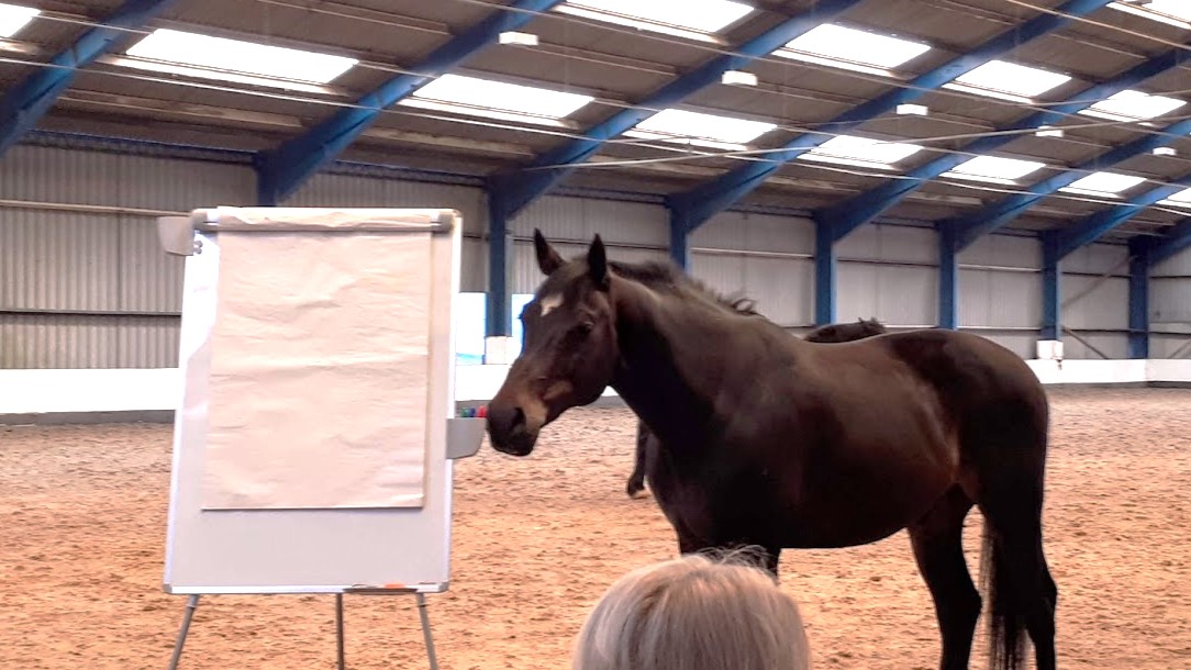 Learning - what can  horses teach us?