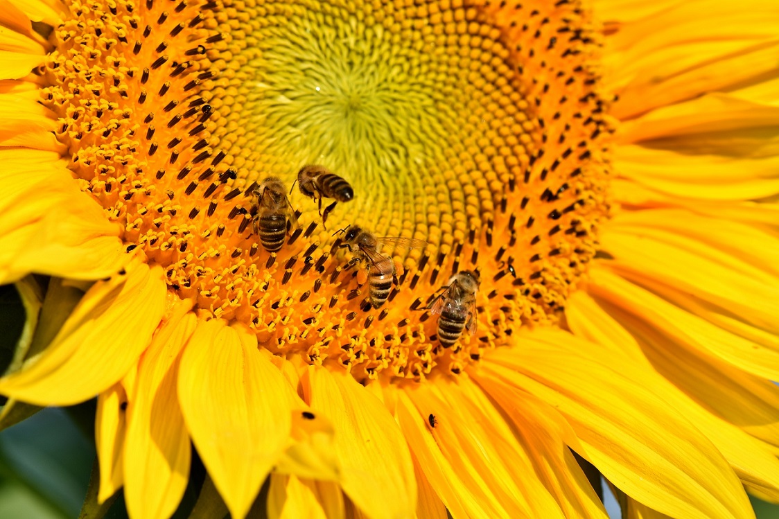 соняшник та 4 бджоли