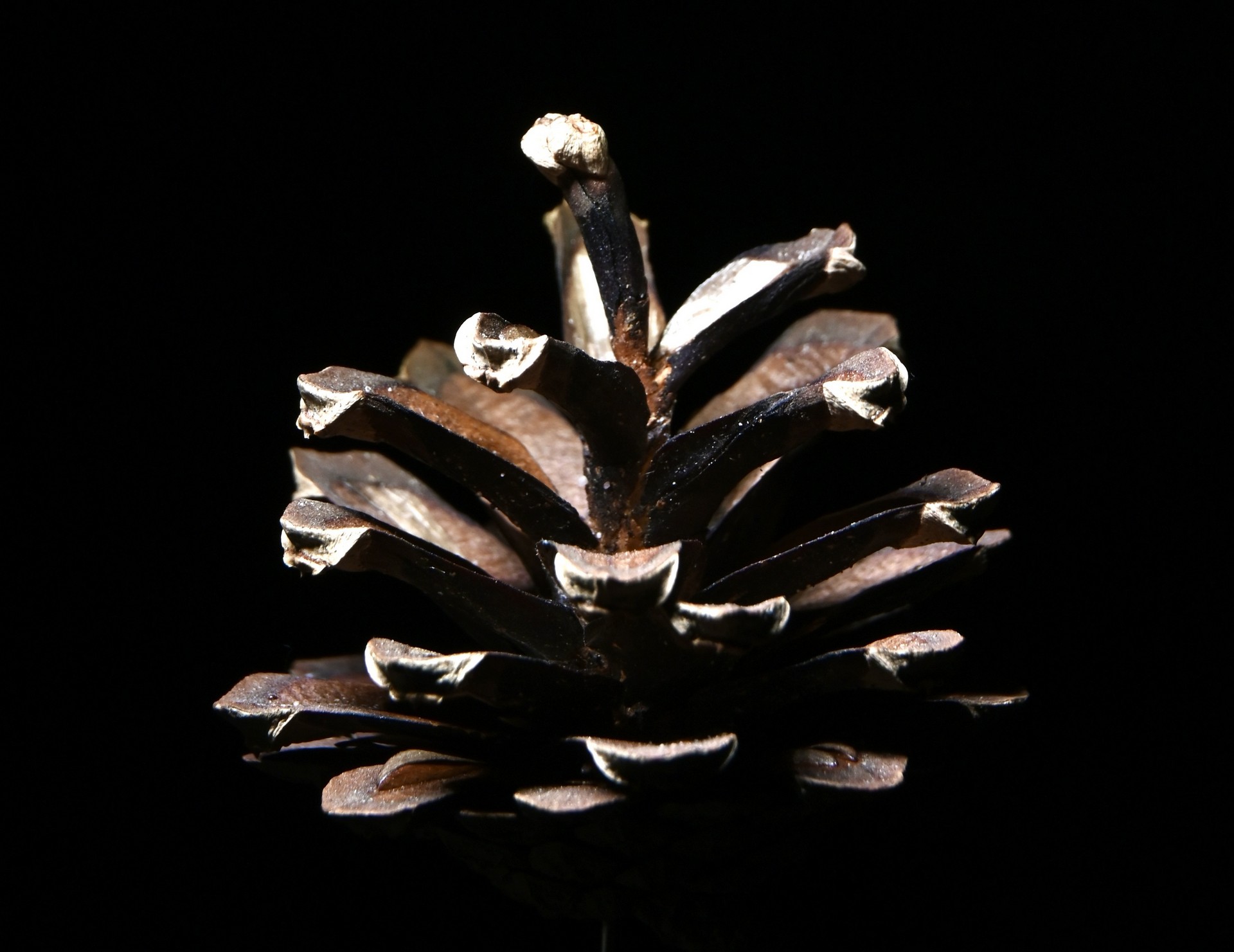 Pine Cone Close Up