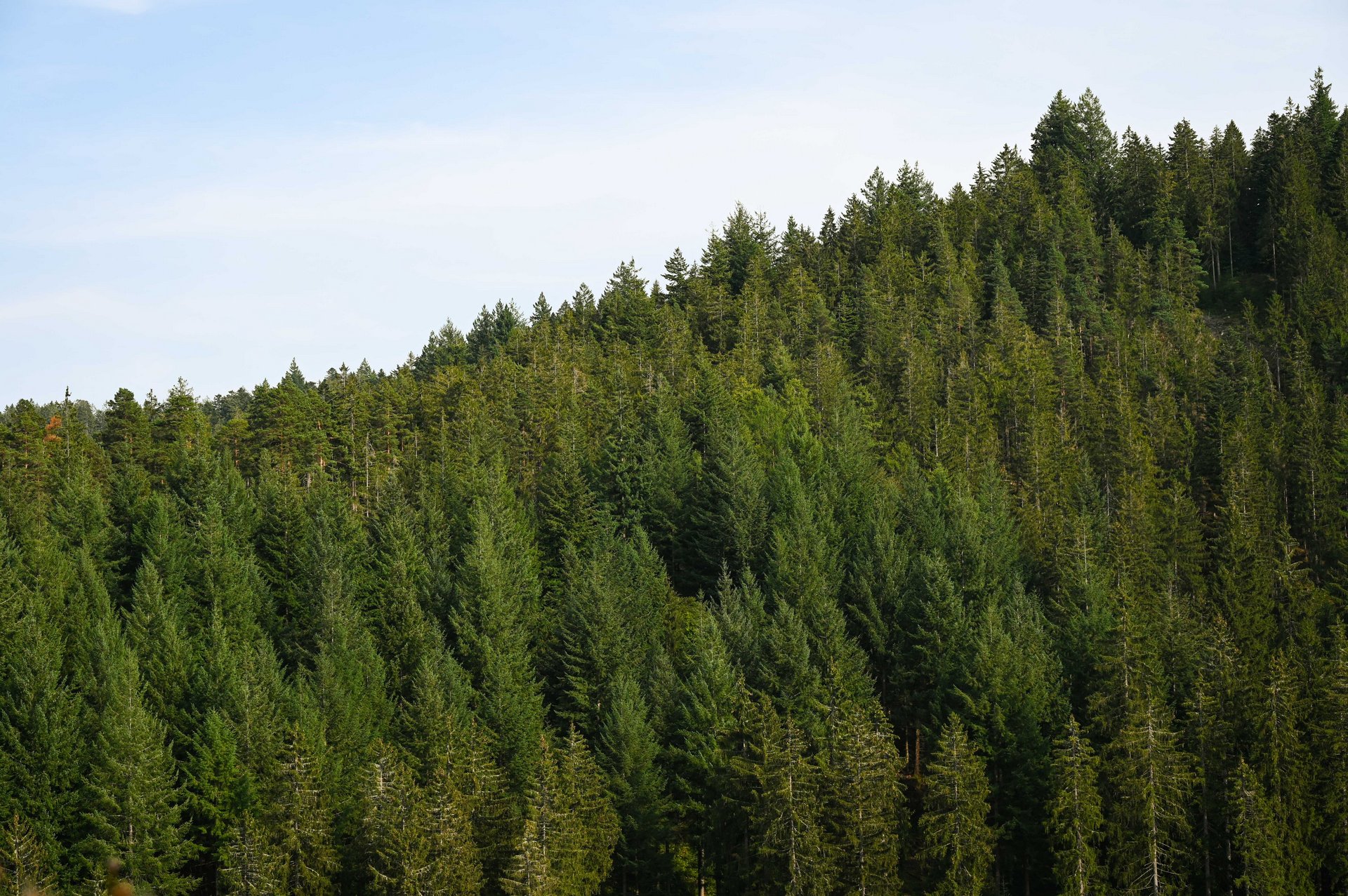 View into the Forest