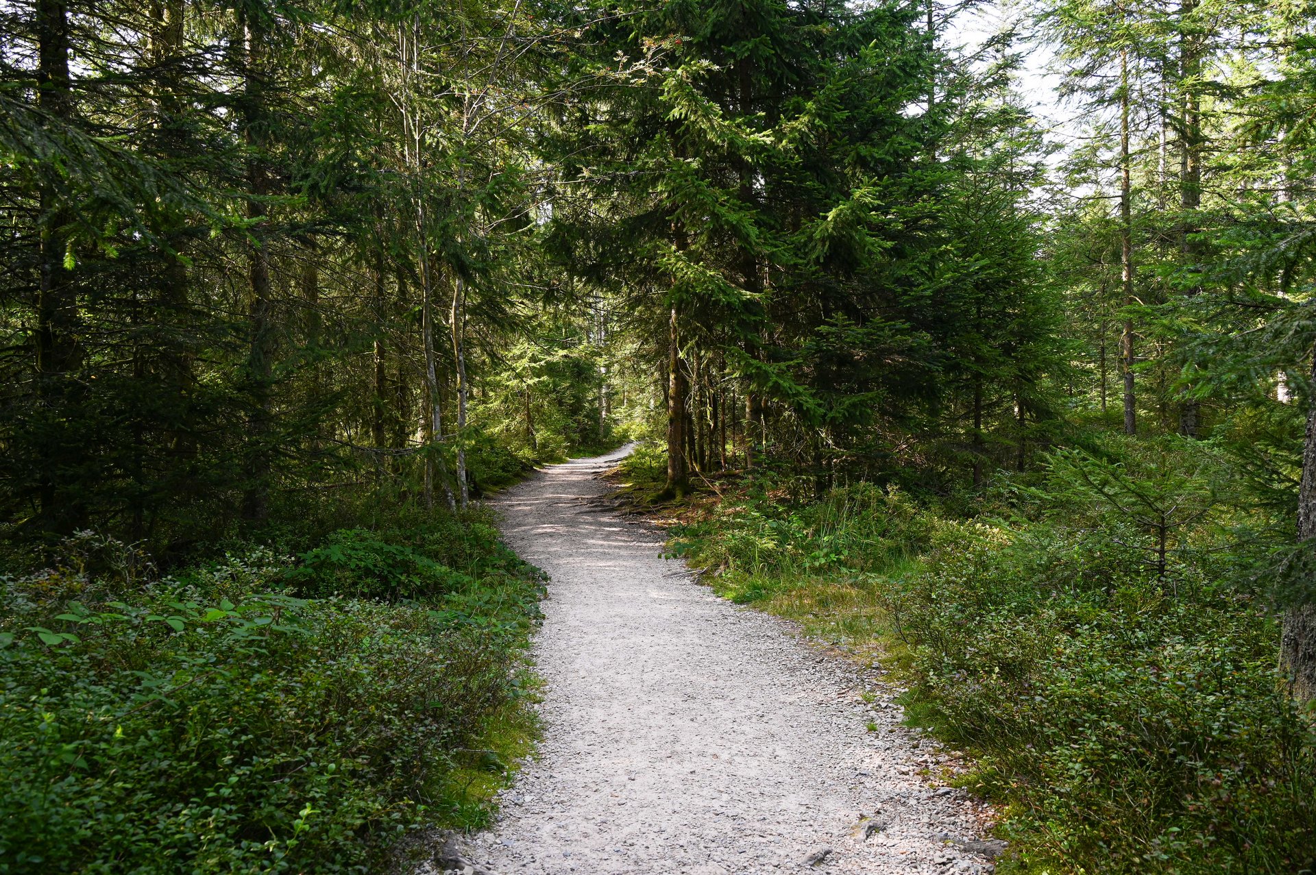 Walking in the Forest