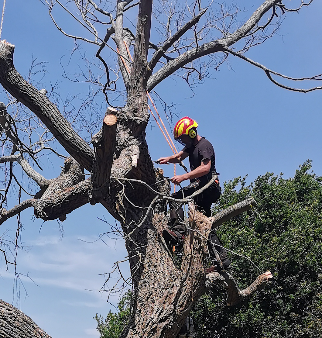 Tree surgeon at work