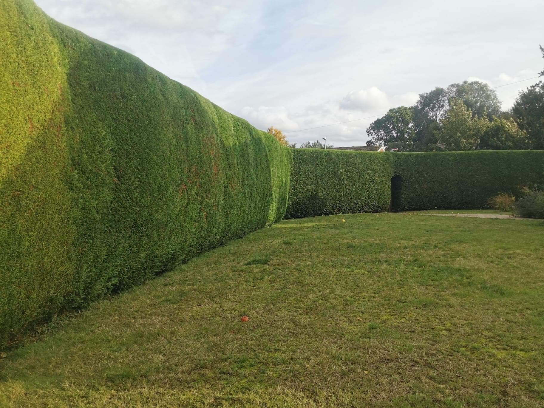 A hedge which has been cut neatly