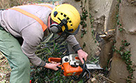 A tree surgeon cutting a tree with a chainsaw