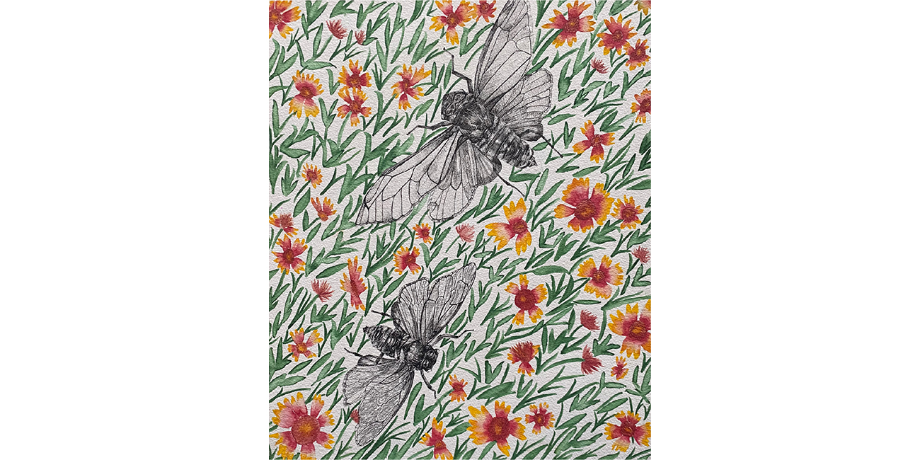 Cicadas