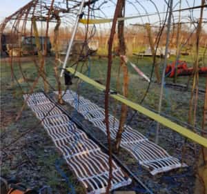 Mise hors gel des plantes comme les vignes