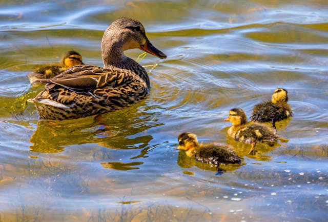 Pet sitting female duck with her young ducklings in cambridge