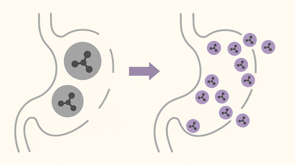 Zwei Mägen – links mit großen Molekülen, rechts mit kleinen