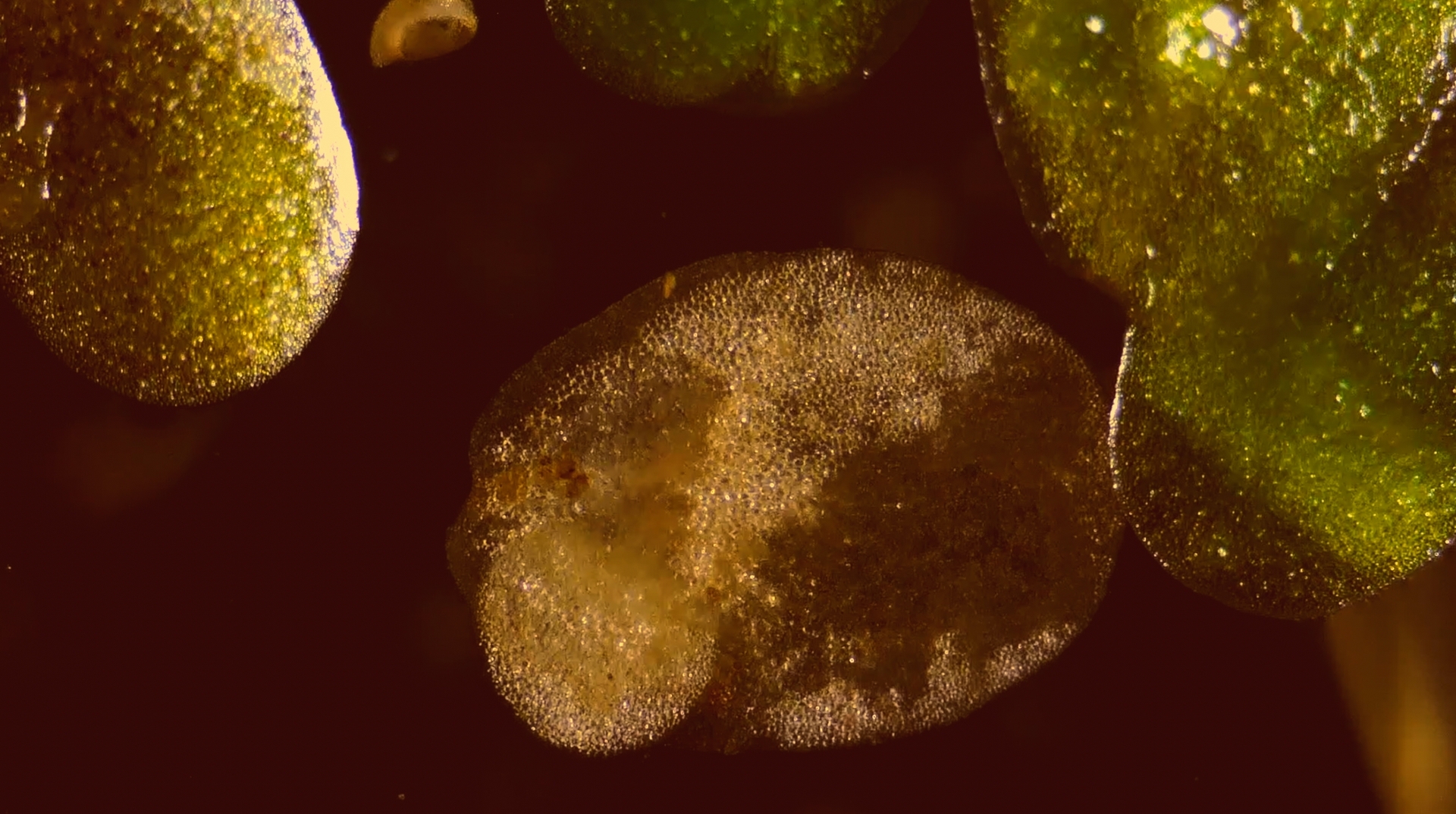 Still image from Tech Nature