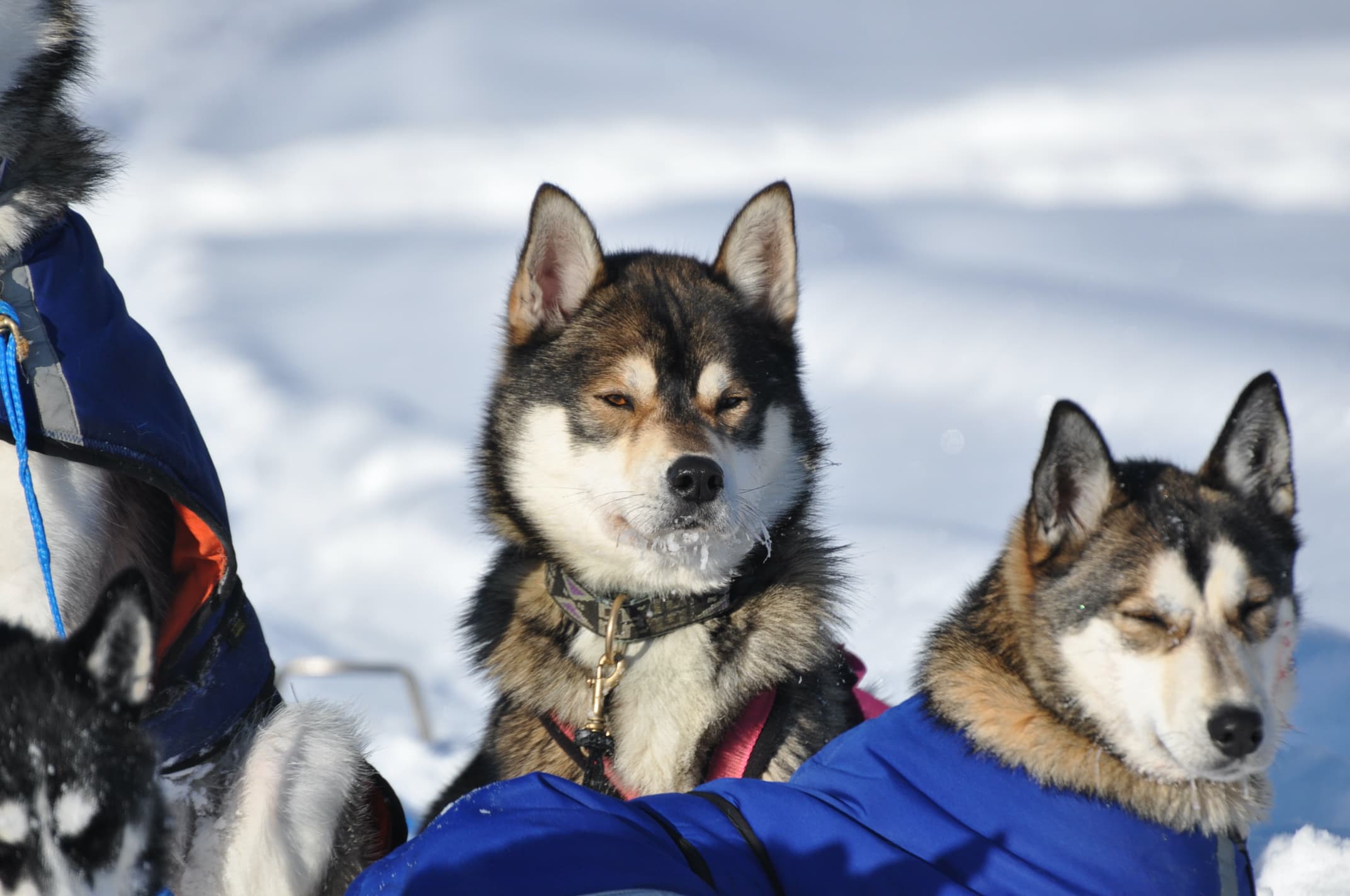 CANI-RANDO RAQUETTES
