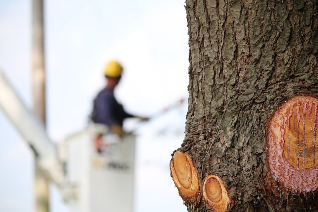 A Day in the Life of a Tree Surgeon   