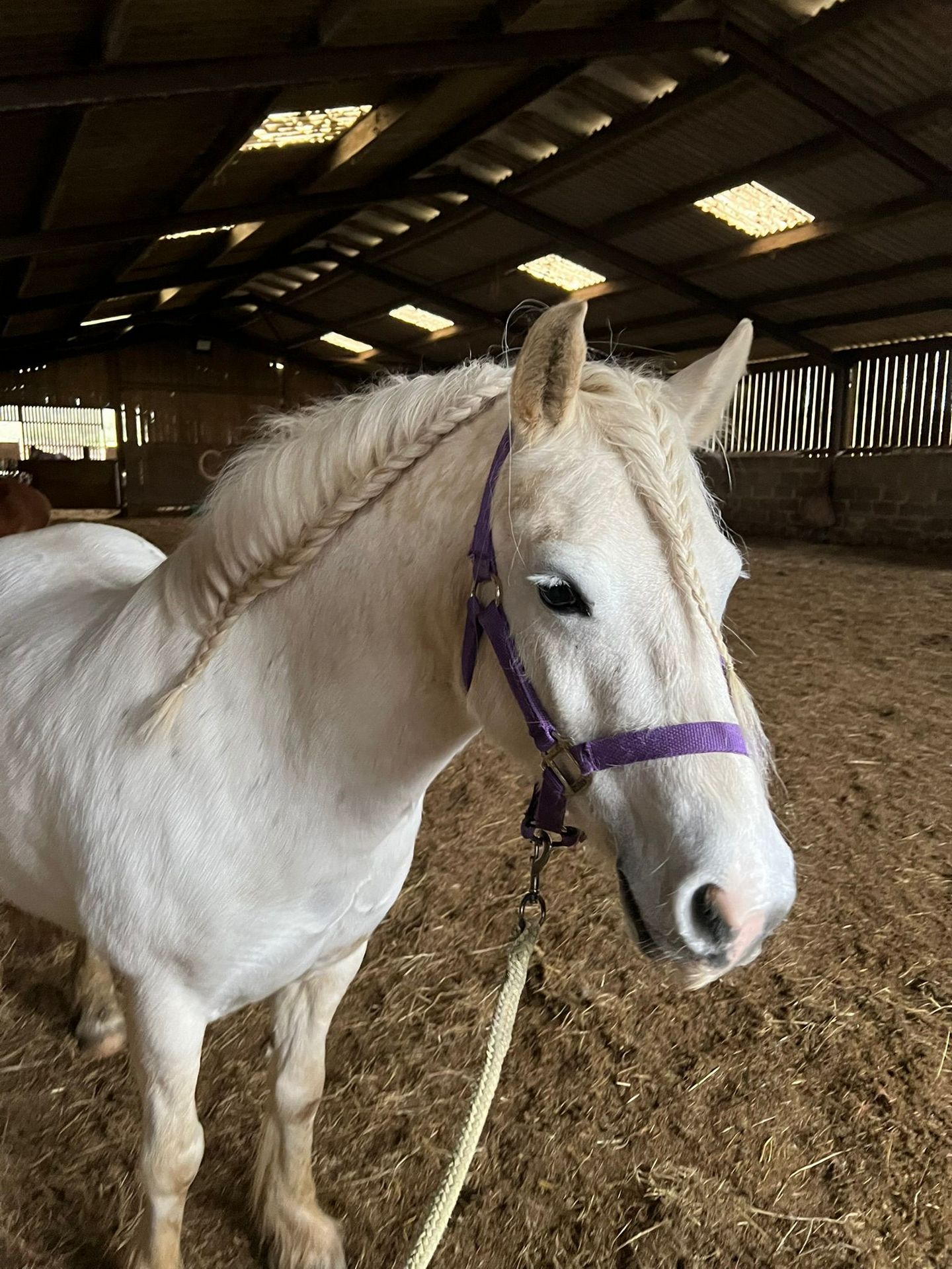 Dolly