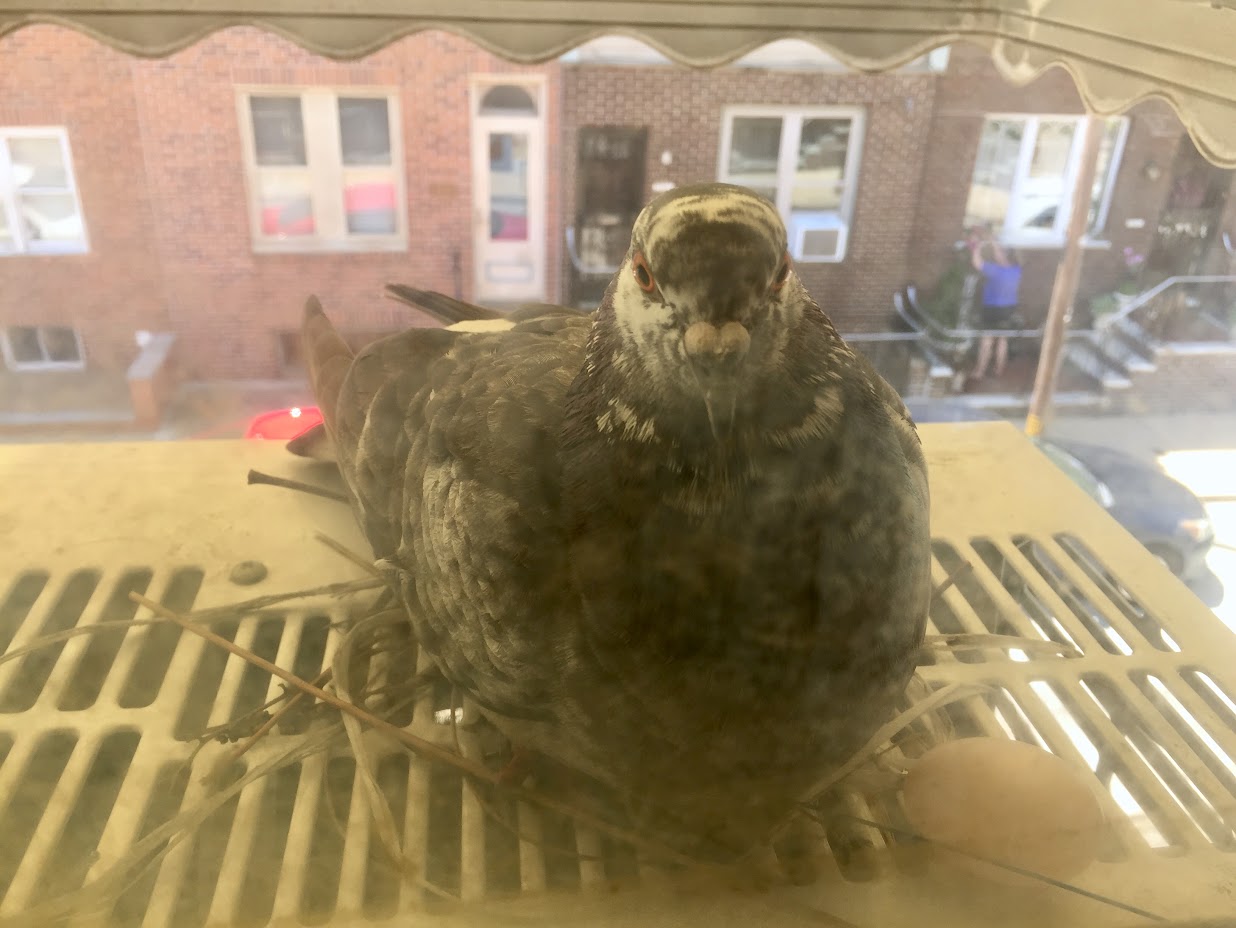 Pigeon broke our air conditioner