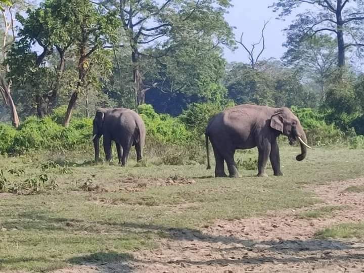 Resort, Homestay &amp; Hotel in Jaldapara - Aranyak Resort