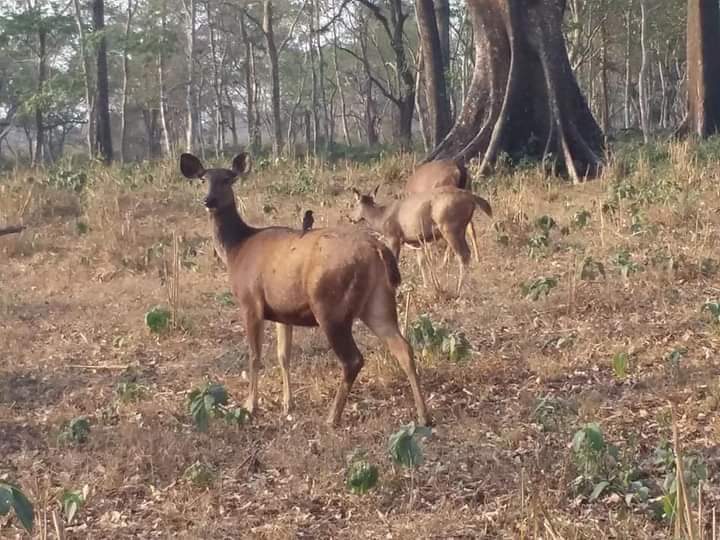 Jaldapara Rhino cottage, Best cottage &amp; Hotel in jaldapara