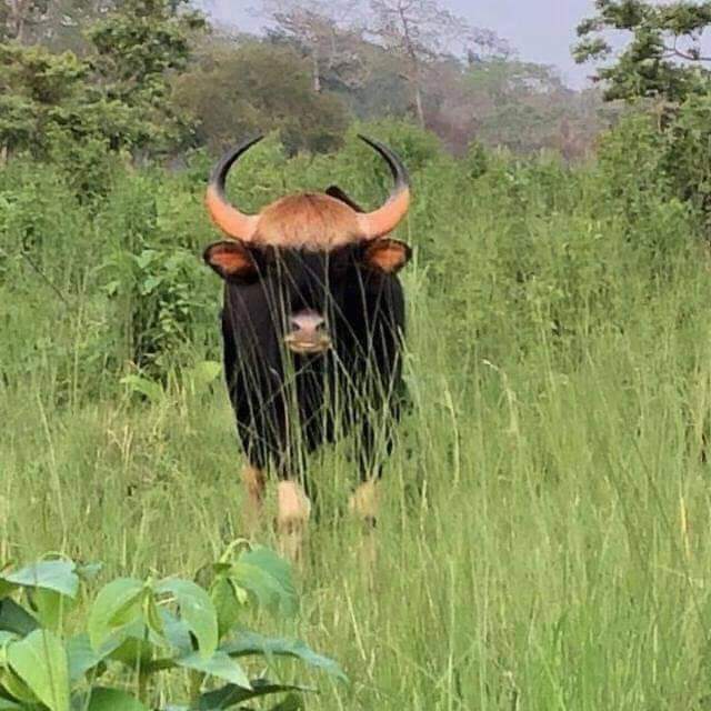 Jaldapara Rhino Cottage - Hotels