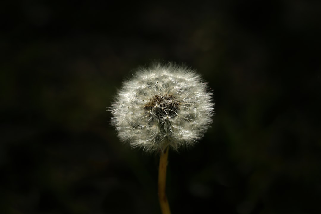 Dandelion Root