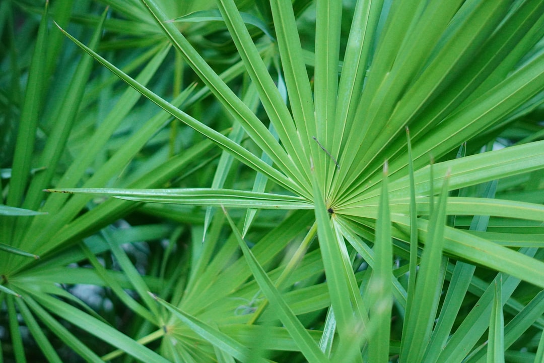 Saw Palmetto Berry