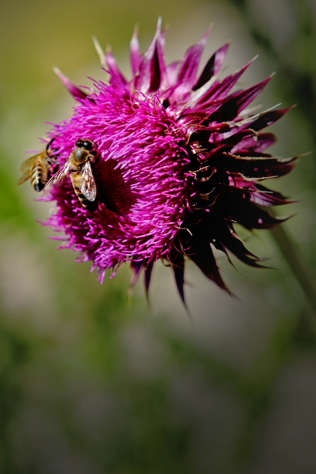 Blessed Thistle