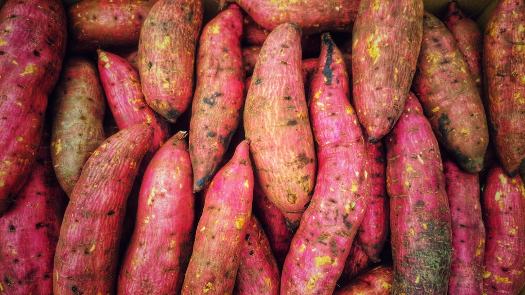 Wild Yam Root