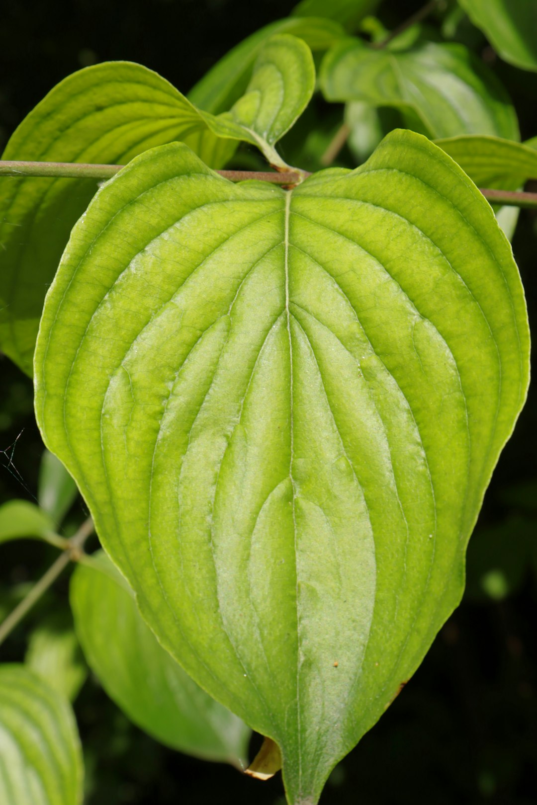 Damiana Leaf