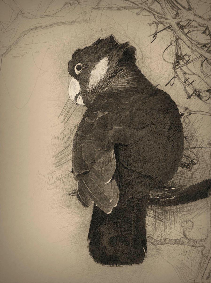 16	Black Cockatoo