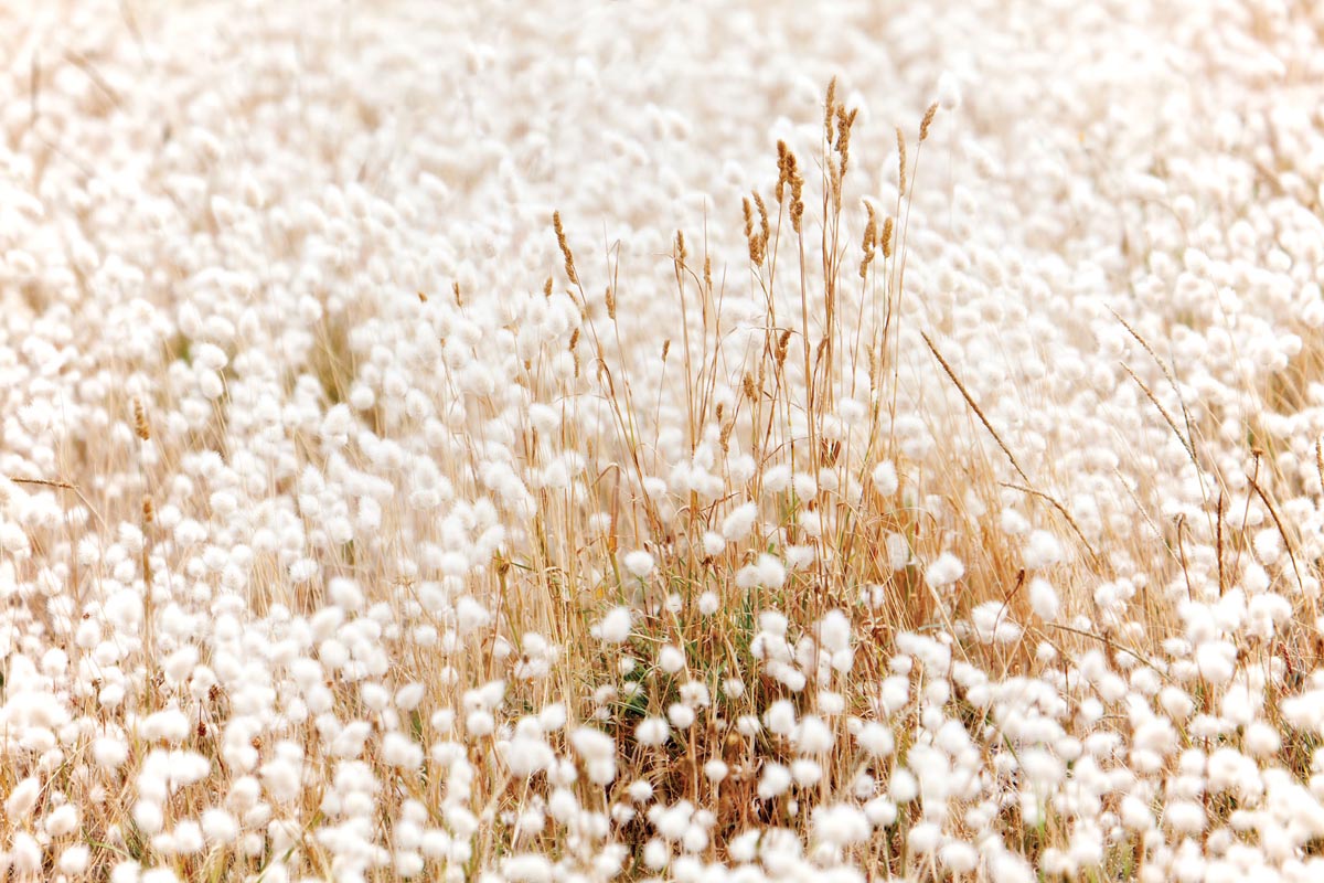 25	Cottontails