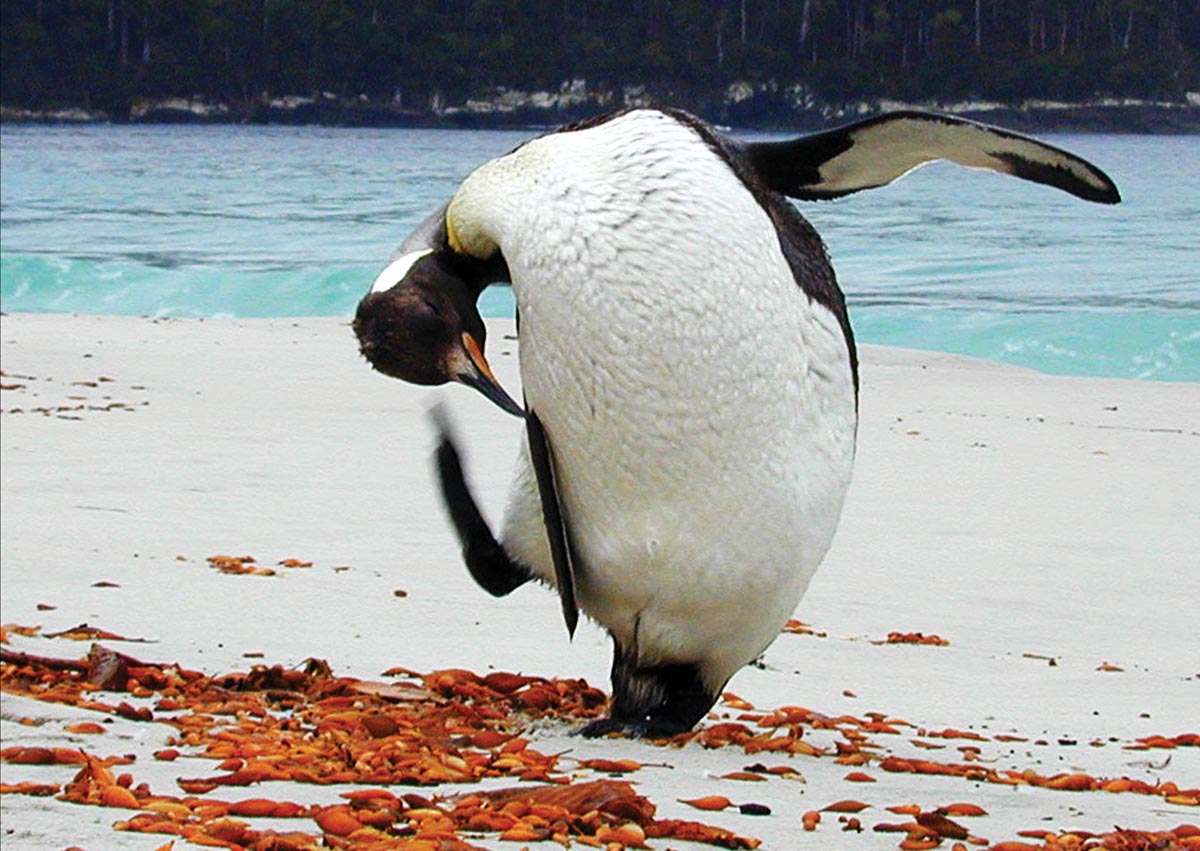28	Dancing Penguin