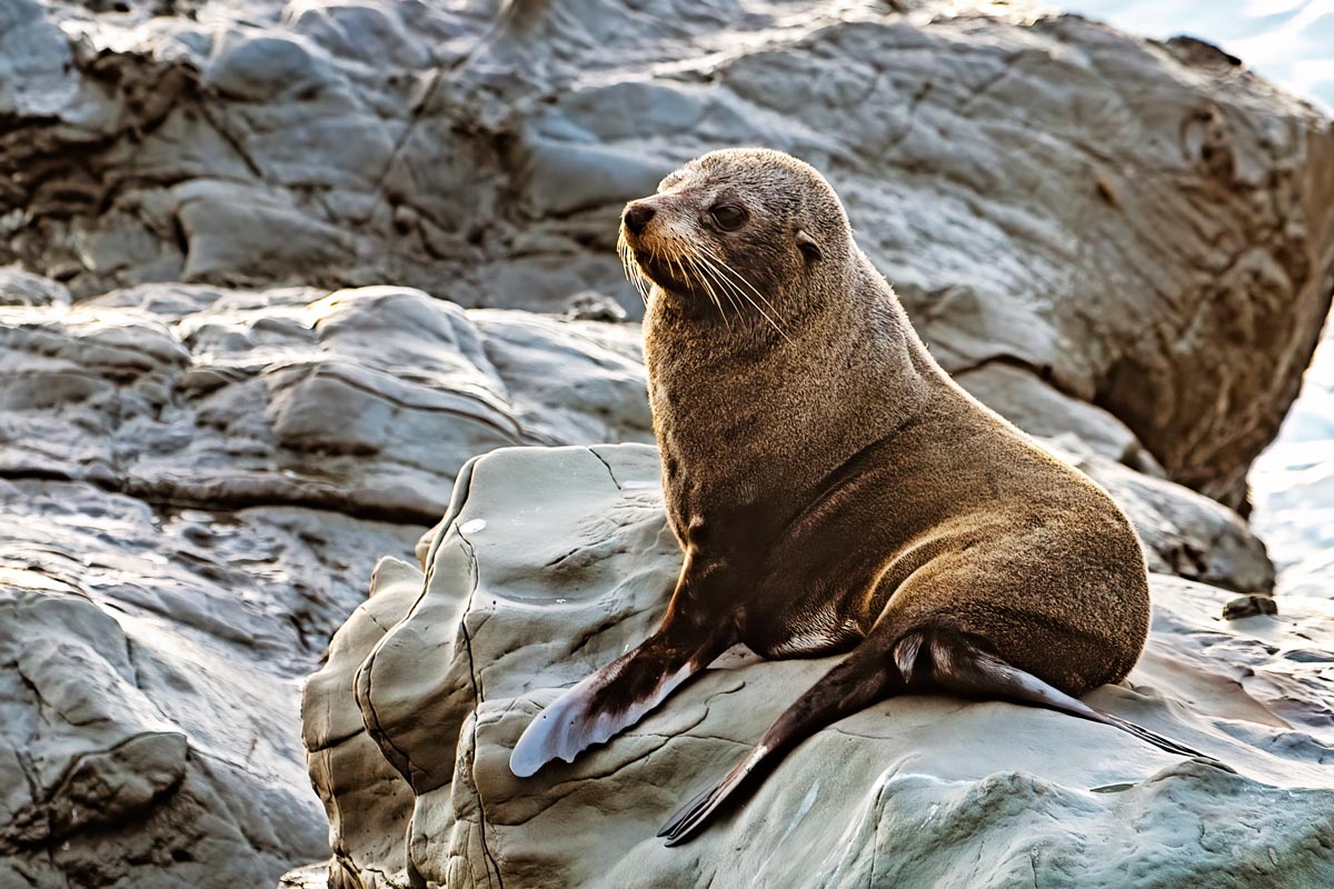 72	New Zealand Fur Seal ​​