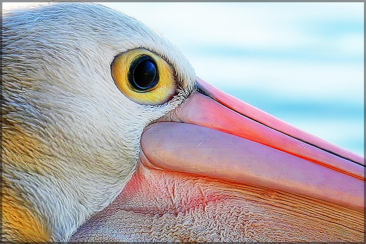 76	Pelican Close Up