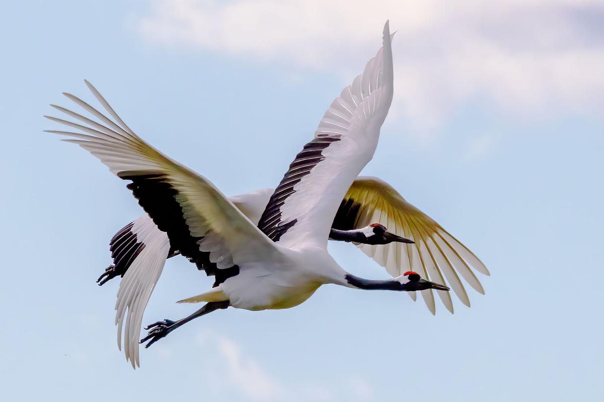 84	Red Crowned Cranes ​​