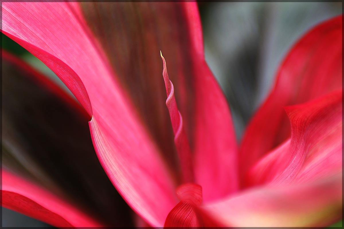 99	Tropical Flower