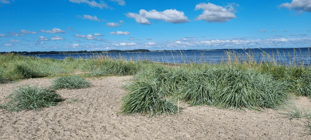 marhalm ved stranden