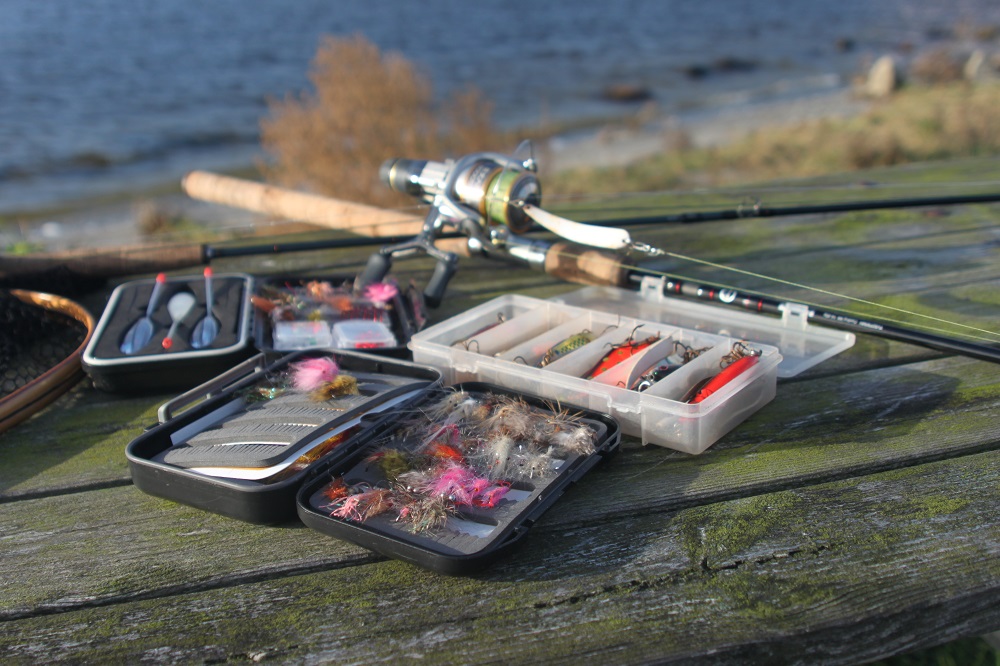 Havørred Limfjorden