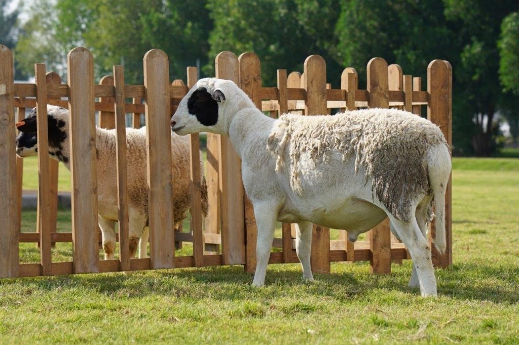 Dorper Lamb - Australian