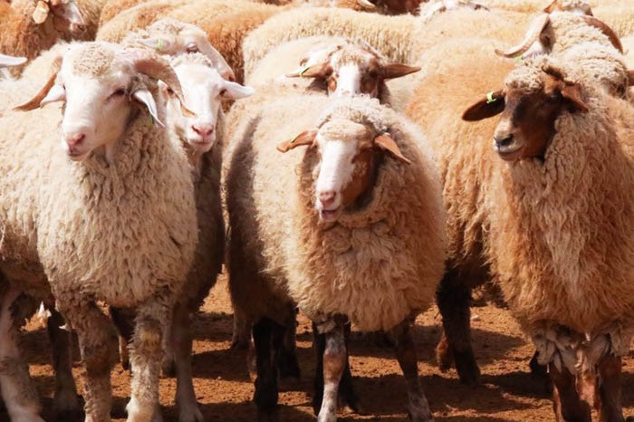 Awassi Cross Lamb - Australian