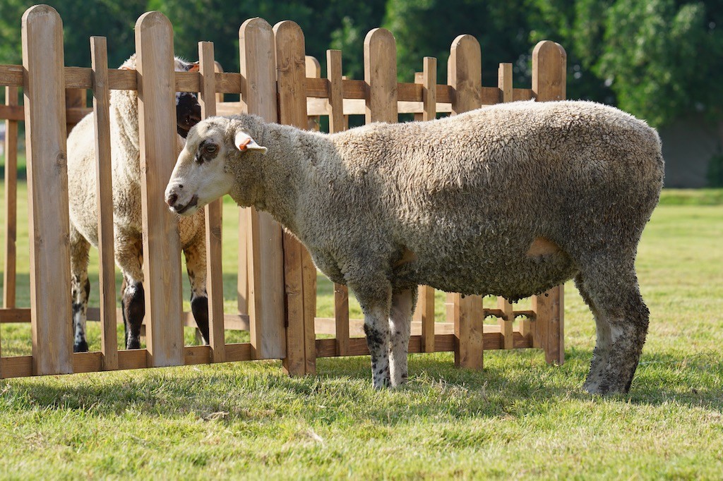 Cross Breed Lamb - Australian