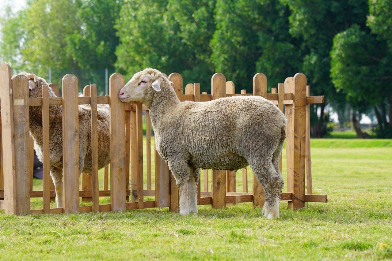 Merino lamb - Australian