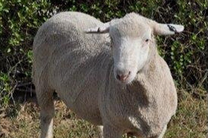 Merino Weather - Australian