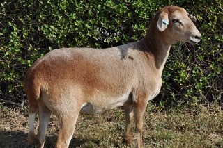 Damara Lamb - Australian