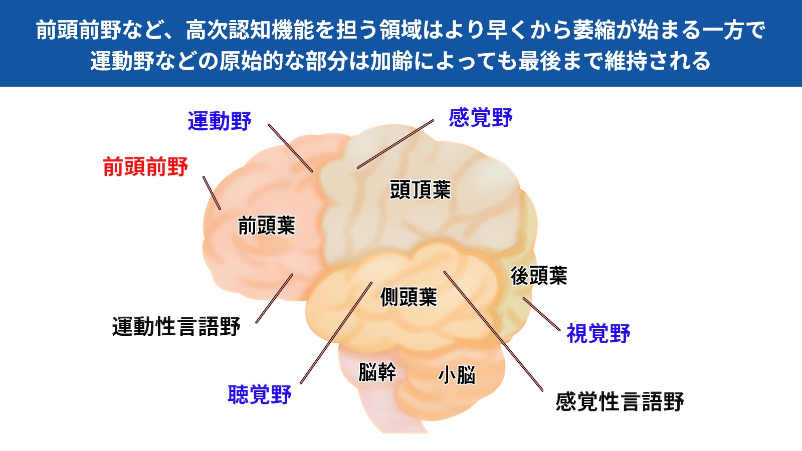 【裁断済】武器としての神経症候・高次脳機能障害の診かた 高次は地味だが役に立つ Amazon.co.jp: 武器としての神経症候・高次脳機能障害の診かた